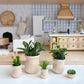 Macy Mae Dollhouse Designs - Dollhouse Potted Plant | Various Sizes + Styles