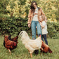 ADULT Chicken Breeds Tee